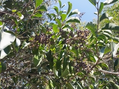 Ligustrum lucidum