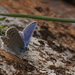 Balkan Zephyr Blue - Photo (c) Chris van Swaay, some rights reserved (CC BY-NC), uploaded by Chris van Swaay