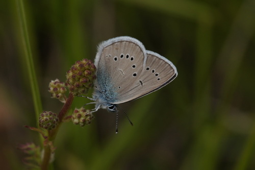 Pilkasis Melsvys nuotrauka