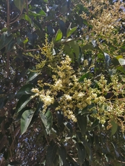 Ligustrum lucidum