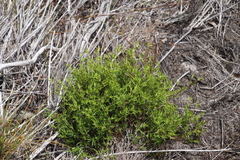 Carpacoce spermacocea