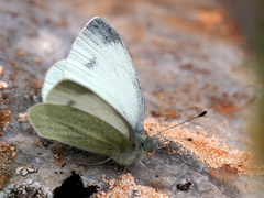 Pieris ergane