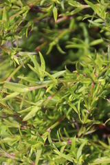 Carpacoce spermacocea