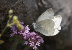 Pieris ergane