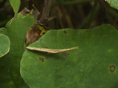 Pyrgomorphidae