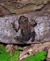 Rhinella rumbolli