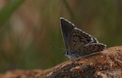 Pseudophilotes vicrama