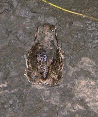 Rhinella major