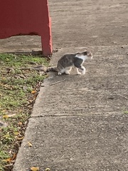 Felis catus