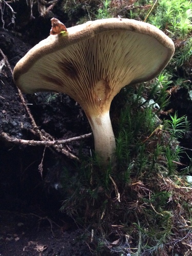 Paxillus rubicundulus image