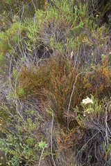 Soroveta ambigua