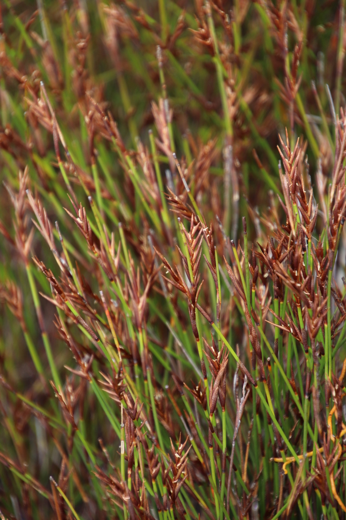 Pitbract Reed