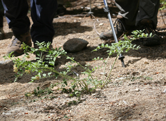 Hosackia crassifolia crassifolia