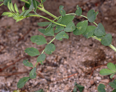 Hosackia crassifolia crassifolia