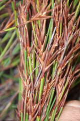 Soroveta ambigua