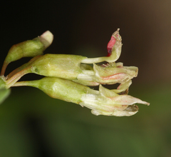 Hosackia crassifolia crassifolia