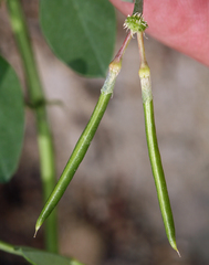 Hosackia crassifolia crassifolia