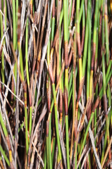 Soroveta ambigua