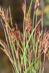 Soroveta ambigua