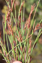 Soroveta ambigua