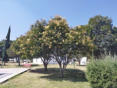 Ligustrum lucidum