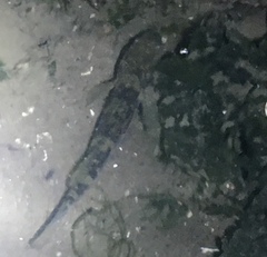 Acanthogobius flavimanus