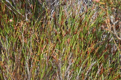 Soroveta ambigua