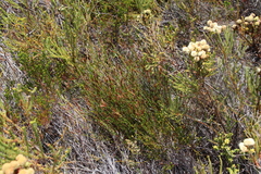 Soroveta ambigua