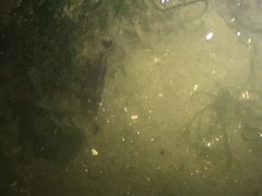 Palaemon macrodactylus