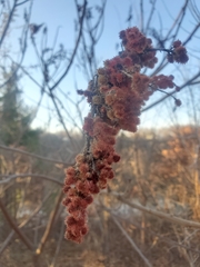 Rhus typhina