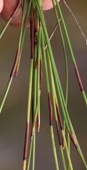 Soroveta ambigua