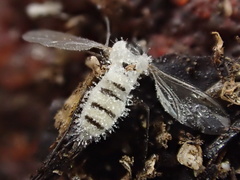 Entomophthoraceae