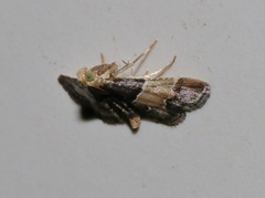 Pyralis pictalis