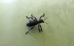 Aegorhinus superciliosus