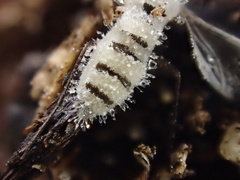 Entomophthoraceae