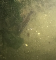 Palaemon macrodactylus