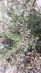 Lepidium bipinnatifidum