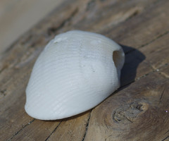 Noetia