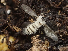 Entomophthoraceae