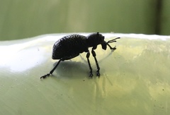 Aegorhinus superciliosus