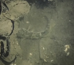 Acanthogobius flavimanus