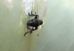 Aegorhinus superciliosus