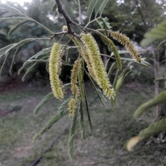 Parapiptadenia rigida