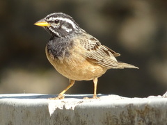 Emberiza tahapisi