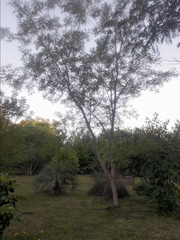 Parapiptadenia rigida