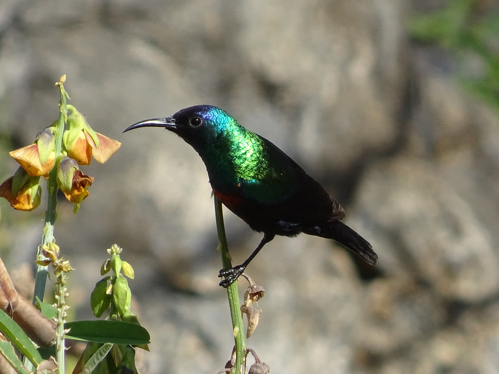 Arabian Sunbird