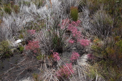 Erica gnaphaloides