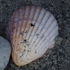 Trachycardium procerum