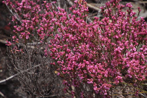 Image of Cud Heath (Erica gnaphaloides) by (c) Tony Rebelo, some rights reserved (CC BY-SA)