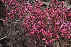 Erica gnaphaloides